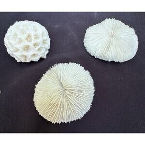 3 Honeycomb & Mushroom Coral Pieces All Natural Decor Marine Theme Fish Tank